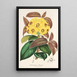 Charles Antoine Lemaire - Rhododendrum Boothii.webp