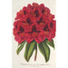 Rhododendron Duc Adolphe de Nassau - Charles Antoine Lemaire — weergave van het kunstwerk