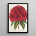 Rhododendron Duc Adolphe de Nassau - Charles Antoine Lemaire — ingelijst kunstwerk aan de muur