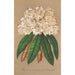 Rhododendron Grand Duc de Bade - Charles Antoine Lemaire — weergave van het kunstwerk
