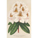 Reproductie van het schilderij Rhododendron Minnie - Charles Antoine Lemaire