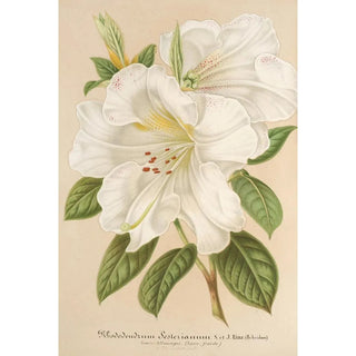 Charles Antoine Lemaire - Rhododendrum Sesterianum hybrid.webp