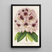 Rhododendron Verschaffeltii - Charles Antoine Lemaire — ingelijst kunstwerk aan de muur