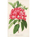 Reproductie van het schilderij Rhododendron azaleoides var. crispinorum - Charles Antoine Lemaire