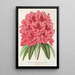 Reproductie van het schilderij Rhododendron formosum - Charles Antoine Lemaire
