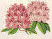 Rhododendron omniguttatum hybride - Charles Antoine Lemaire — weergave van het kunstwerk