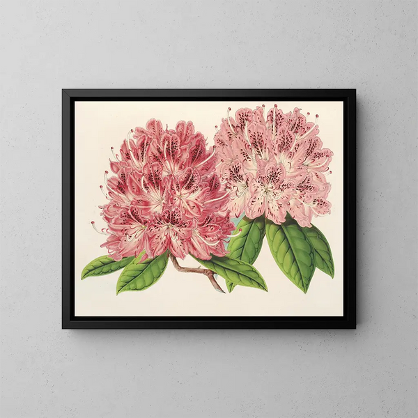 Rhododendron omniguttatum hybride - Charles Antoine Lemaire — ingelijst kunstwerk aan de muur