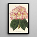 Reproductie van het schilderij Rhododendron ornatissimum hybride - Charles Antoine Lemaire