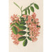 Reproductie van het schilderij Robinia pseudacacia var. Decaisneana - Charles Antoine Lemaire