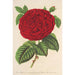 Roze Hertogin van Mdina - Charles Antoine Lemaire — weergave van het kunstwerk