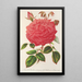 Reproductie van het schilderij Roze Île Bourbon var. Souvenir de la Malmaison met roze bloemen - Charles Antoine Lemaire
