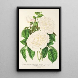 Charles Antoine Lemaire - Rose Imperatrice Eugenie.webp
