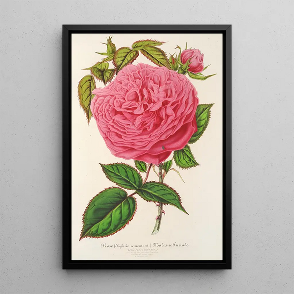 Charles Antoine Lemaire - Rose Madame Furtardo.webp