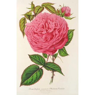 Charles Antoine Lemaire - Rose Madame Furtardo.webp