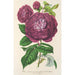 Roze Koningin der Viooltjes - Charles Antoine Lemaire — weergave van het kunstwerk
