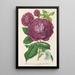 Roze Koningin der Viooltjes - Charles Antoine Lemaire — ingelijst kunstwerk aan de muur
