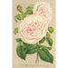 Roze op Engelen - Charles Antoine Lemaire — weergave van het kunstwerk