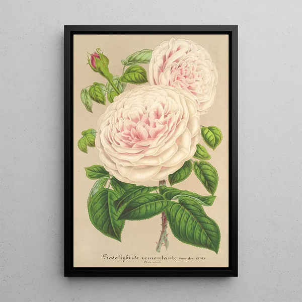 Charles Antoine Lemaire - Rose Sur des Anges.webp