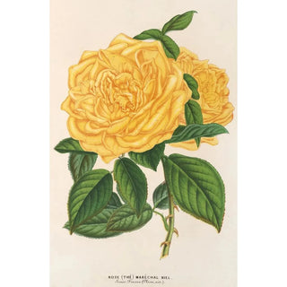 Charles Antoine Lemaire - Rose Th Marchal Niel.webp