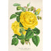 Reproductie van het schilderij Roze Thee Isabelle Grey - Charles Antoine Lemaire