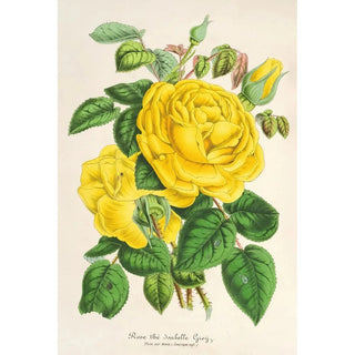 Charles Antoine Lemaire - Rose The Isabelle Grey.webp