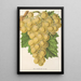 Reproductie van het schilderij Druiven Royal Vineyard - Charles Antoine Lemaire