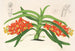 Saccolabium curvifolium - Charles Antoine Lemaire — weergave van het kunstwerk