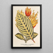 Reproductie van het schilderij Sanchezia nobilis var. glaucophylla - Charles Antoine Lemaire
