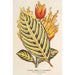 Reproductie van het schilderij Sanchezia nobilis var. glaucophylla - Charles Antoine Lemaire