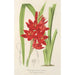 Schizostylis coccinea W. H. Harvey - Charles Antoine Lemaire — weergave van het kunstwerk