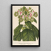 Reproductie van het schilderij Sciadocalyx digitaliflora - Charles Antoine Lemaire