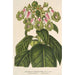 Reproductie van het schilderij Sciadocalyx digitaliflora - Charles Antoine Lemaire