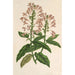 Scutellaria alborosea - Charles Antoine Lemaire — weergave van het kunstwerk