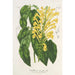 Scutellaria aurata - Charles Antoine Lemaire — weergave van het kunstwerk