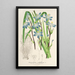 Reproductie van het schilderij Sisyrinchium multiflorum - Charles Antoine Lemaire
