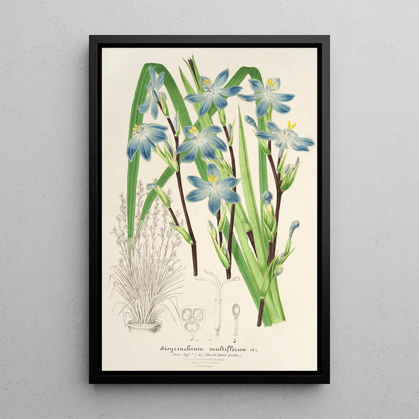 Charles Antoine Lemaire - Sisyrichium multiflorum.webp