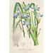 Reproductie van het schilderij Sisyrinchium multiflorum - Charles Antoine Lemaire