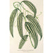Smilax longifolia fol. variegata - Charles Antoine Lemaire — weergave van het kunstwerk