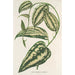 Smilax ornata - Charles Antoine Lemaire — weergave van het kunstwerk