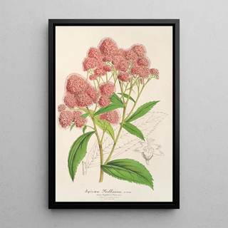 Charles Antoine Lemaire - Spira Nobleana.webp