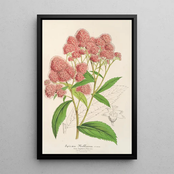 Charles Antoine Lemaire - Spira Nobleana.webp