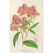 Reproductie van het schilderij Spiraea Nobleana - Charles Antoine Lemaire