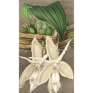 Charles Antoine Lemaire - Stanhopea eburnea var spectabilis.webp