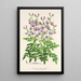 Reproductie van het schilderij Swainsona lessertiaefolia - Charles Antoine Lemaire