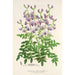 Reproductie van het schilderij Swainsona lessertiaefolia - Charles Antoine Lemaire