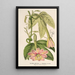 Reproductie van het schilderij Tacsonia quitensis var. eriantha - Charles Antoine Lemaire