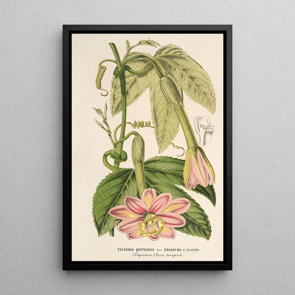 Charles Antoine Lemaire - Tacsonia quitensis var eriantha.webp