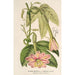 Reproductie van het schilderij Tacsonia quitensis var. eriantha - Charles Antoine Lemaire