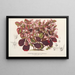 Teleianthera ficoidea var. versicolor - Charles Antoine Lemaire — ingelijst kunstwerk aan de muur