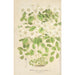 Thalictrum anemonoides - Charles Antoine Lemaire — weergave van het kunstwerk